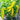 Hungarian Yellow Wax Pepper (65 Days) - Vegetables