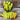 Hungarian Yellow Wax Pepper (65 Days) - Vegetables