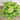 Ice Queen Lettuce (Heirloom 62 Days) - Vegetables