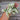 Iceberg Statice - Flowers