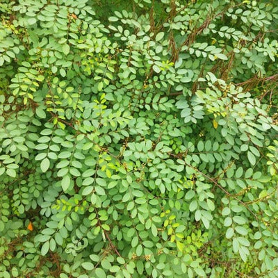 indigo plant seeds for sale Indigo – Pinetree Garden Seeds