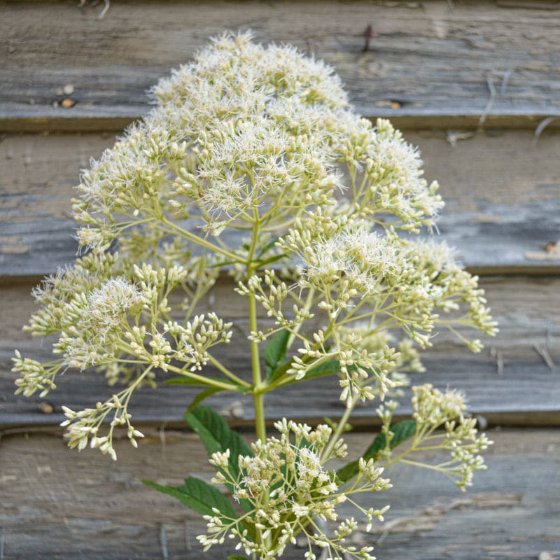 pot plant with white flowers Ivory Towers Joe Pye Weed