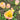 Jade Maiden Tulip - Fall