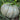 Jarrahdale Squash (100 Days) - Vegetables