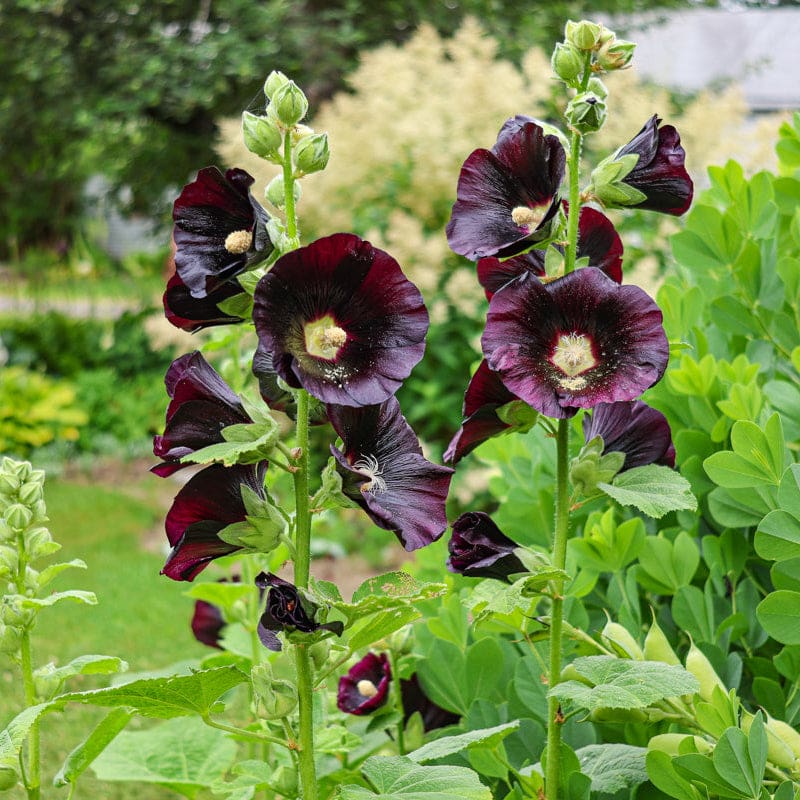 hollyhock planting seeds Jet Black Hollyhock