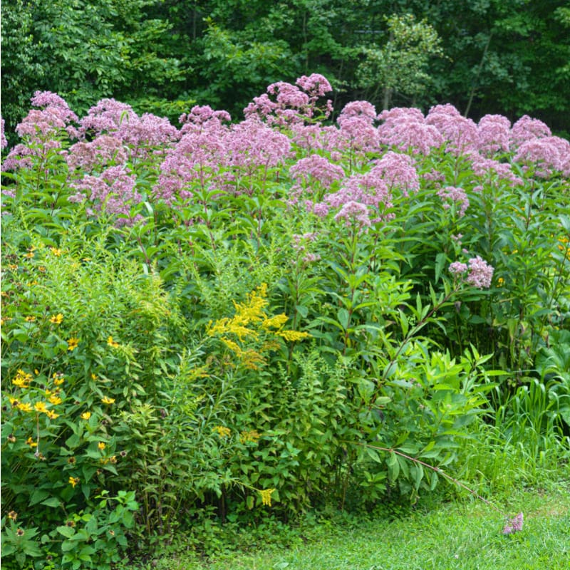 planting joe pye weed seeds Joe Pye Weed