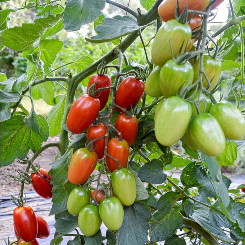 planting hybrid tomato seeds Juliet Tomato (F1 Hybrid 60 Days)