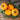 Kelloggs Breakfast Tomato (Heirloom 79 Days) - Vegetables