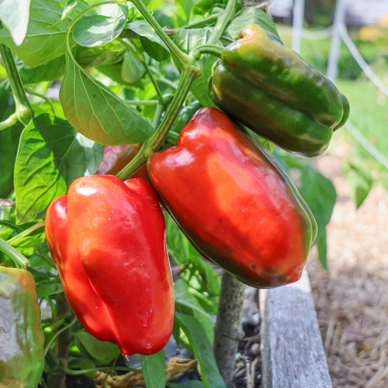 red pepper seeds for planting King of the North Pepper (Heirloom 70 Days)