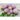 Lady Coral Lavender Aster - Flowers