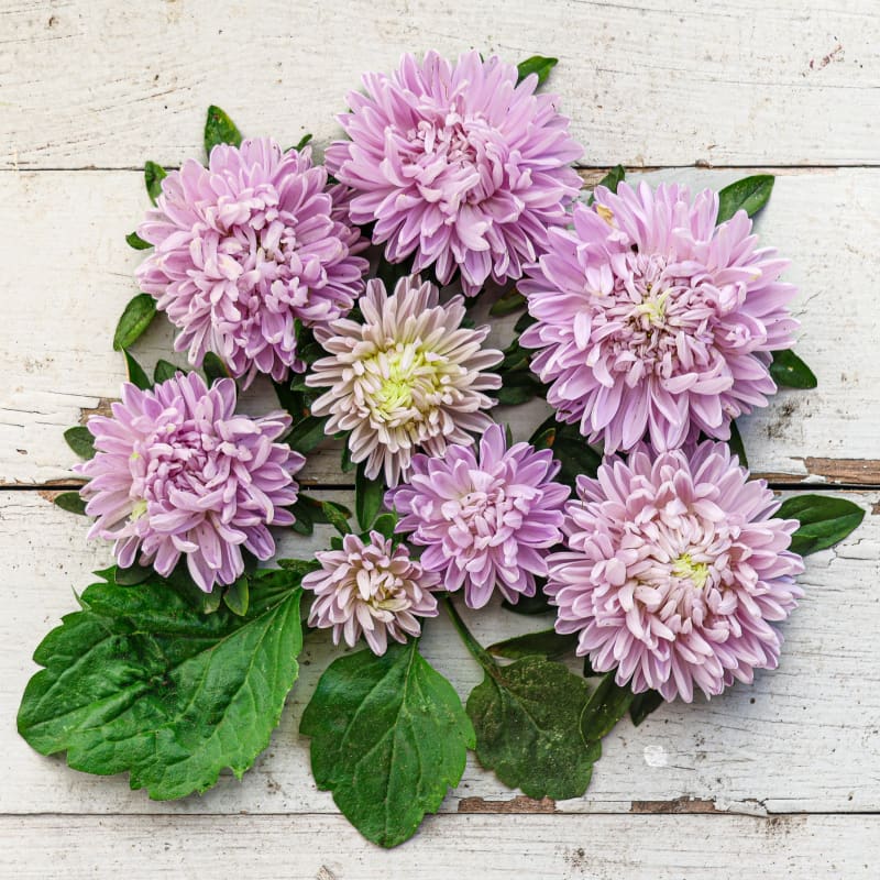 lavender lady tree Lady Coral Lavender Aster
