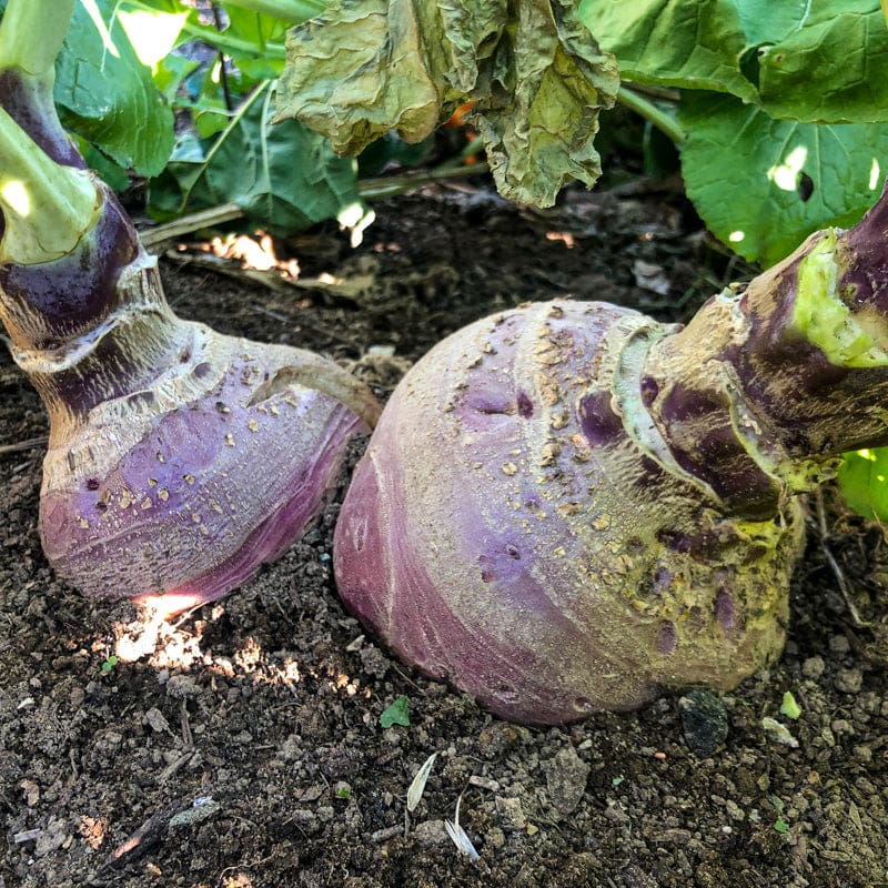 plant rutabaga seeds Laurentian Rutabaga (Heirloom, 90 Days)