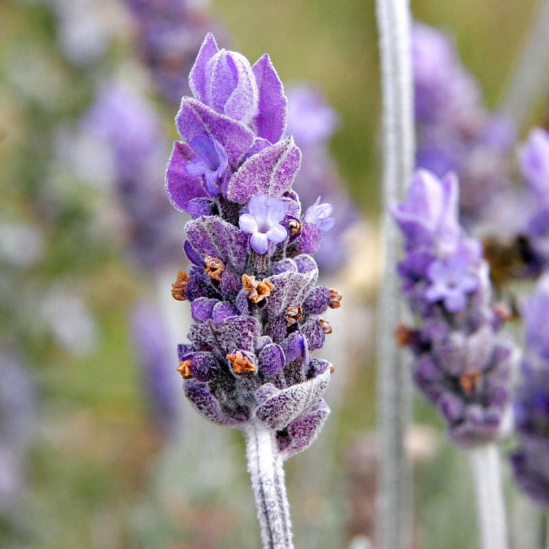lavender oil on plants Lavender Essential Oil (5 ml) – Pinetree Garden Seeds