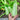 Lebanese White Bush Summer Squash (Heirloom 50 Days) - Vegetables