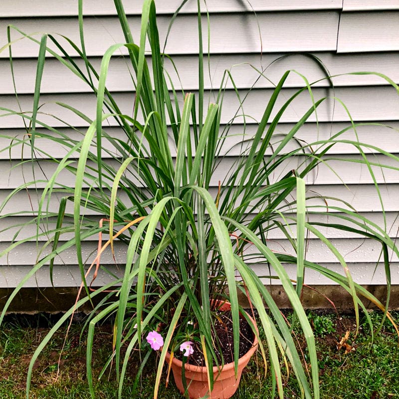 lemon grass seeds for planting Lemon Grass