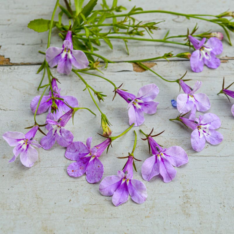 trailing flower seeds Lilac Regatta Lobelia – Pinetree Garden Seeds