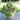 Little Bing Tomato (60-65 Days) - Vegetables