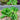 Little Gem Lettuce (50 Days) - Vegetables