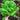Little Gem Lettuce (50 Days) - Vegetables