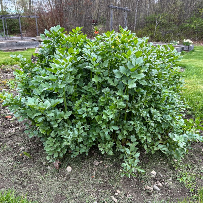 lovage plant seeds Lovage