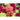 Madame Butterfly Mix Snapdragon - Flowers