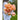 Mango Charm Tulip - Fall