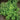 Bright green leafy marjoram herb in garden bed.