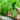Masai Bush Bean (47 Days) - Vegetables