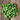 Mexican Sour Gherkin Cucumber (Heirloom 75 Days) - Vegetables