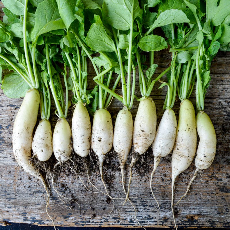 planting daikon radish seeds Minowase Daikon Radish (Heirloom, 55 Days)
