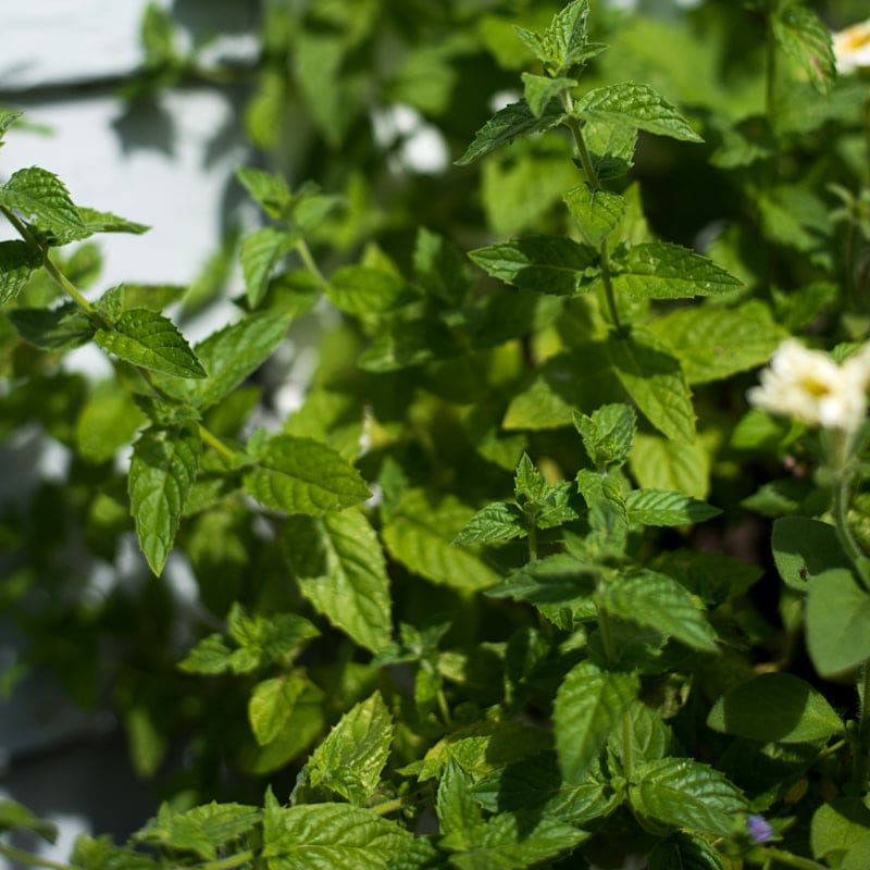 mint plant from seed Mint – Pinetree Garden Seeds