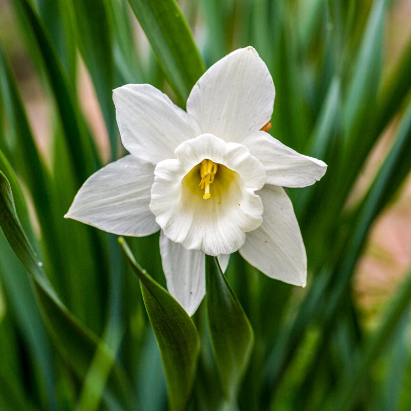 narcissus flower seeds Mount Hood Narcissus