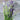 Munstead Lavender - Herbs