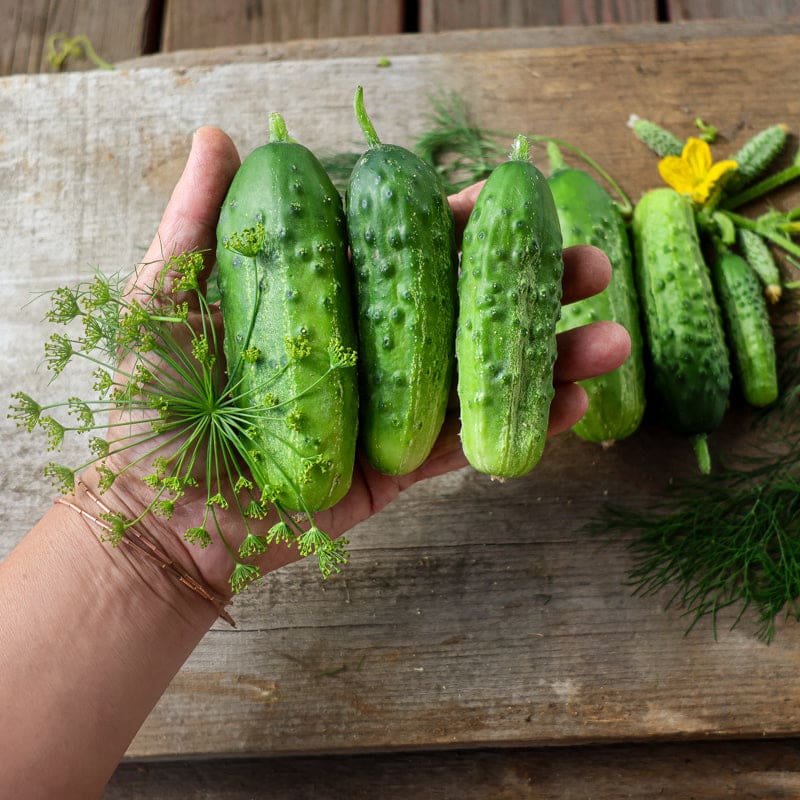 cucumber seed planting depth National Pickling Cucumber (52 Days)