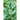 Nero di Toscana Kale (Heirloom 55 Days) - Vegetables