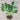 Nero di Toscana Kale (Heirloom 55 Days) - Vegetables