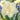 Obdam Narcissus