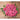 Oklahoma Salmon Zinnia - Flowers