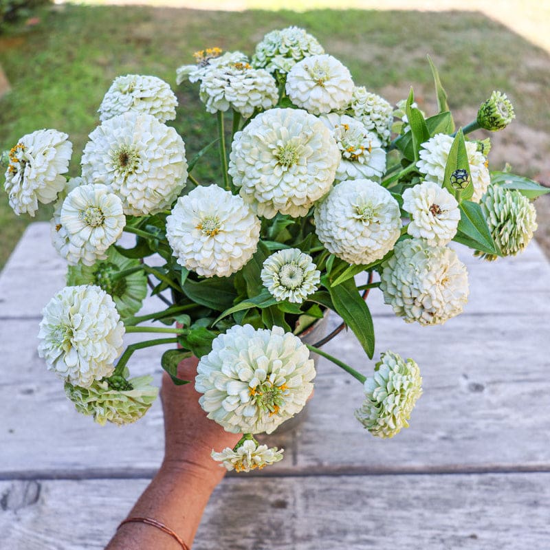 flower seeds zinnia Oklahoma White Zinnia