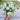 Oklahoma White Zinnia - Flowers