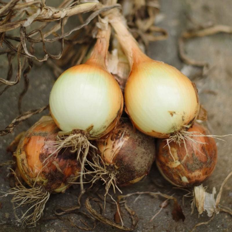 planting spanish onion seeds Onion Plants 'Yellow Sweet Spanish'