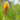 Orange Monarch Crocus