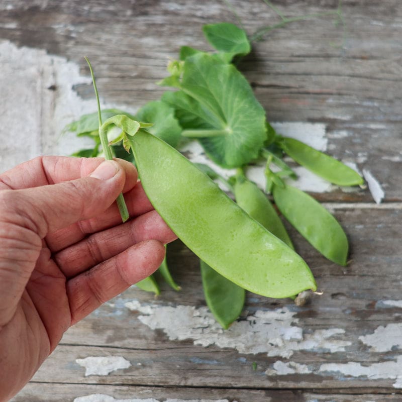 pea seeds for planting Oregon Giant Snow Pea (65 Days)