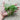 Parsley Pea (14-30 Days) - Vegetables