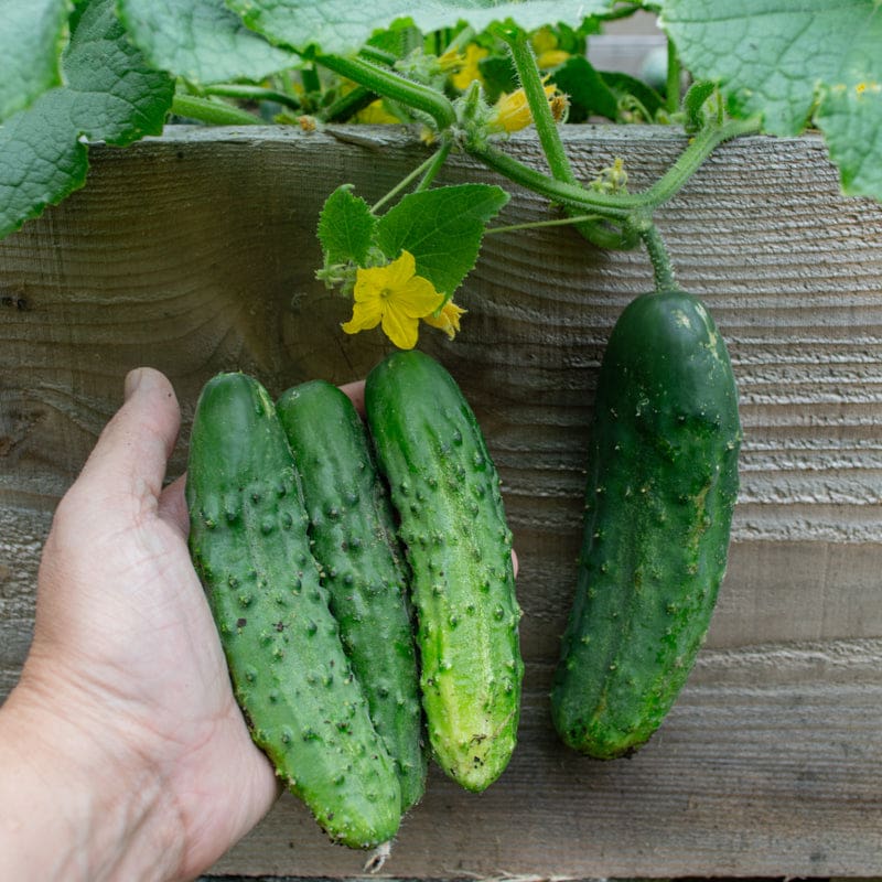 cucumber plants from seeds Patio Snacker Cucumber (F1 Hybrid 55 Days)
