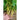 Pencil Pod Bush Bean (Heirloom 52 Days) - Vegetables