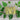 Pencil Pod Bush Bean (Heirloom 52 Days) - Vegetables