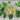 Pencil Pod Bush Bean (Heirloom 52 Days) - Vegetables