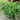 Pennyroyal - Herbs
