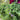 Pennyroyal - Herbs